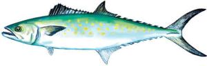 spanish-mackerel